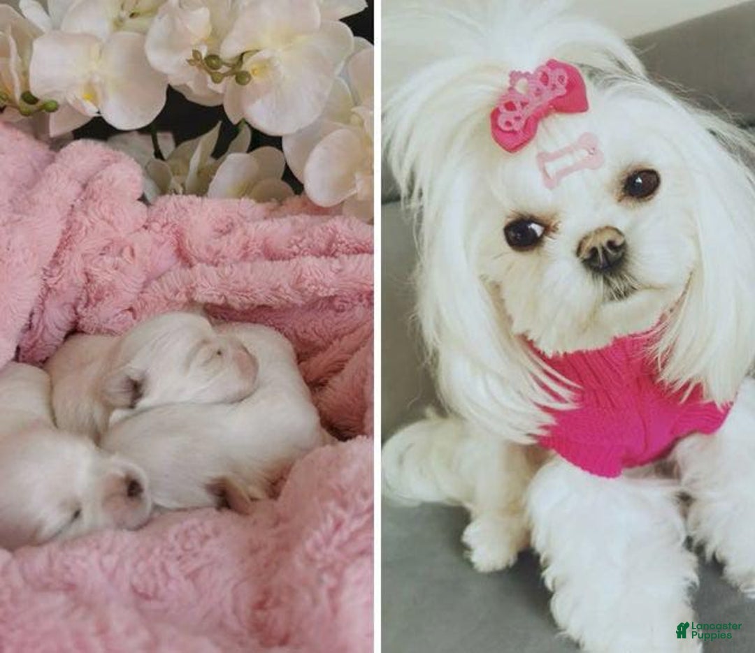 Maltese dogs for sale: Mirel - Image 7