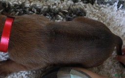 Rhodesian Ridgeback dogs for sale: Gemma - Image 10