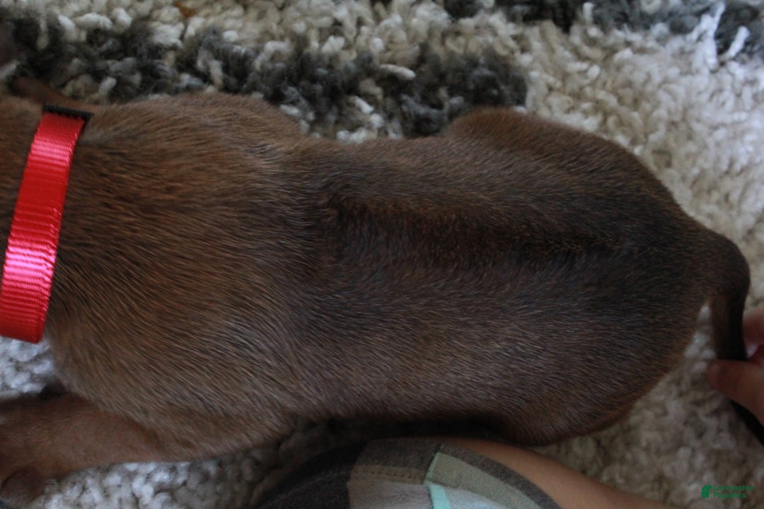 Rhodesian Ridgeback dogs for sale: Gemma - Image 10