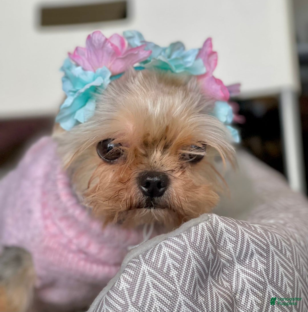 Morkie dogs for sale: Meeko - Image 3