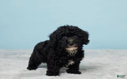 Miniature Poodle dogs for sale: Teddy - Image 3