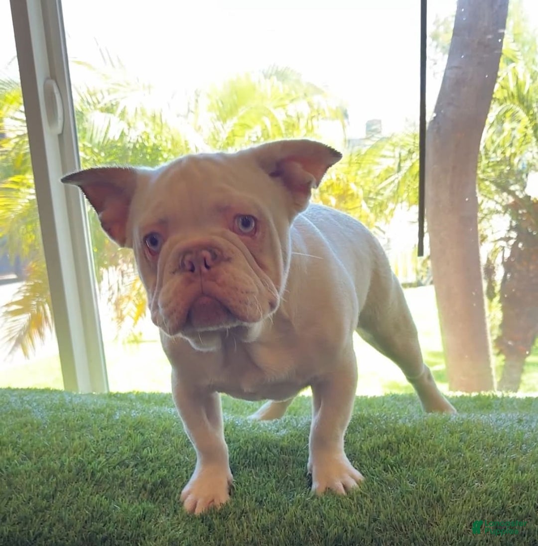 French Bulldog dogs for sale: Skyler - Image 2