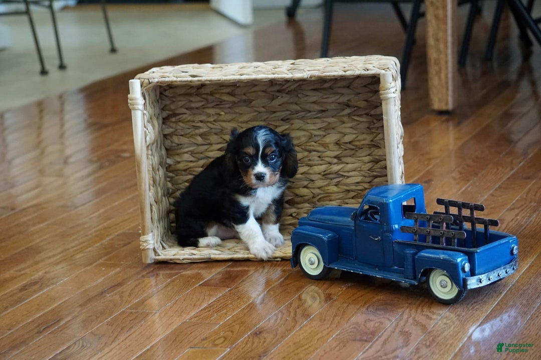 Cavalier King Charles Spaniel dogs for sale: Dylan - Image 5