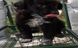 Border Collie dogs for sale: Mooney - Image 1