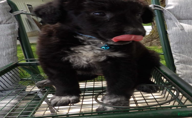 Border Collie dogs for sale - Ad 1
