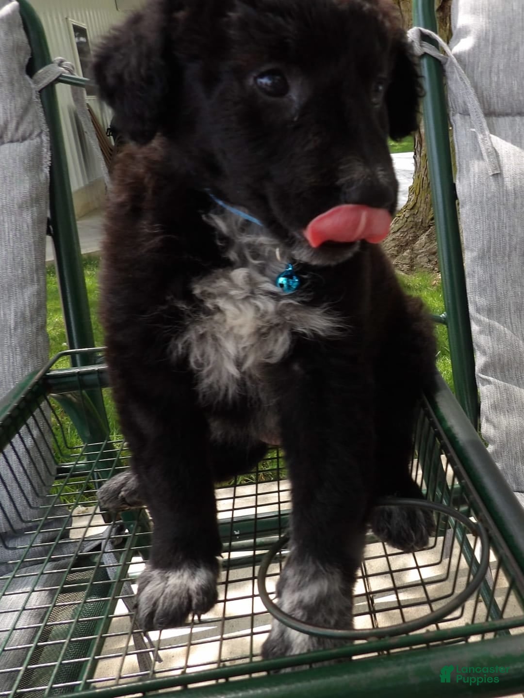 Border Collie dogs for sale: Mooney - Image 1