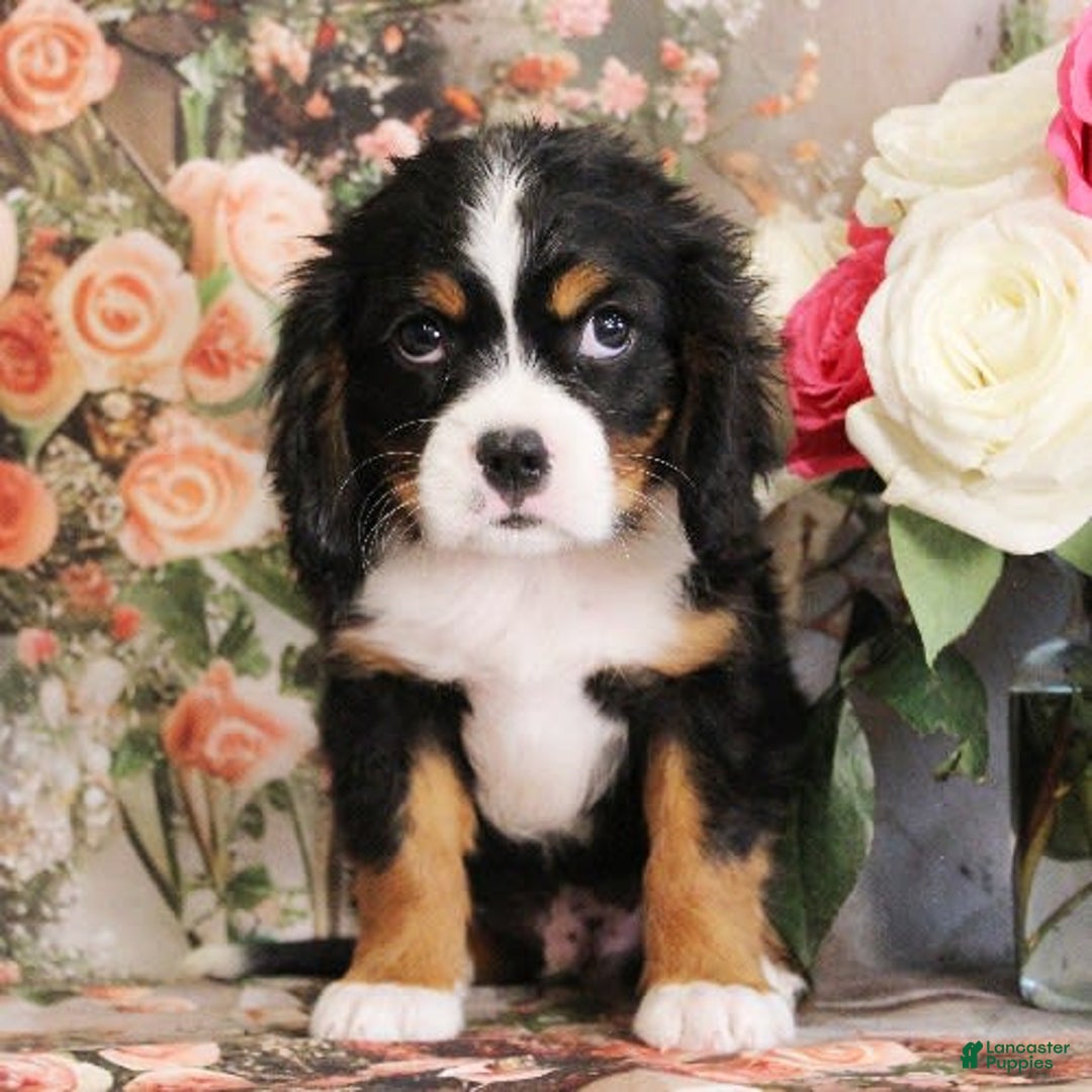 Miniature Bernese Mountain Dog dogs for sale: Twix - Image 6
