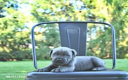 Cane Corso dogs for sale: Cane Corso 12 puppies - Image 40