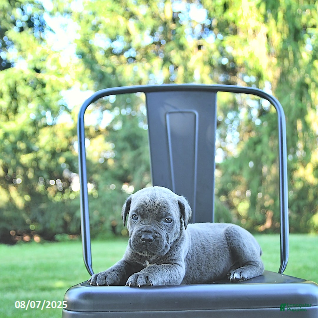 Cane Corso dogs for sale: Cane Corso 12 puppies - Image 40