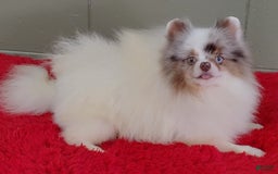 Pomeranian dogs for sale: Marley - Image 9
