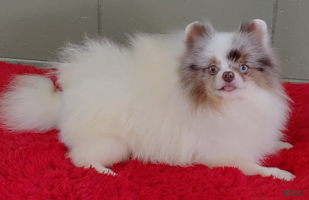 Pomeranian dogs for sale: Marley - Image 9