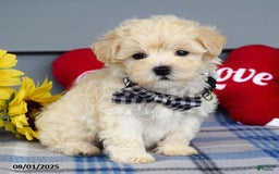 Maltipoo dogs for sale: Marly - Image 13