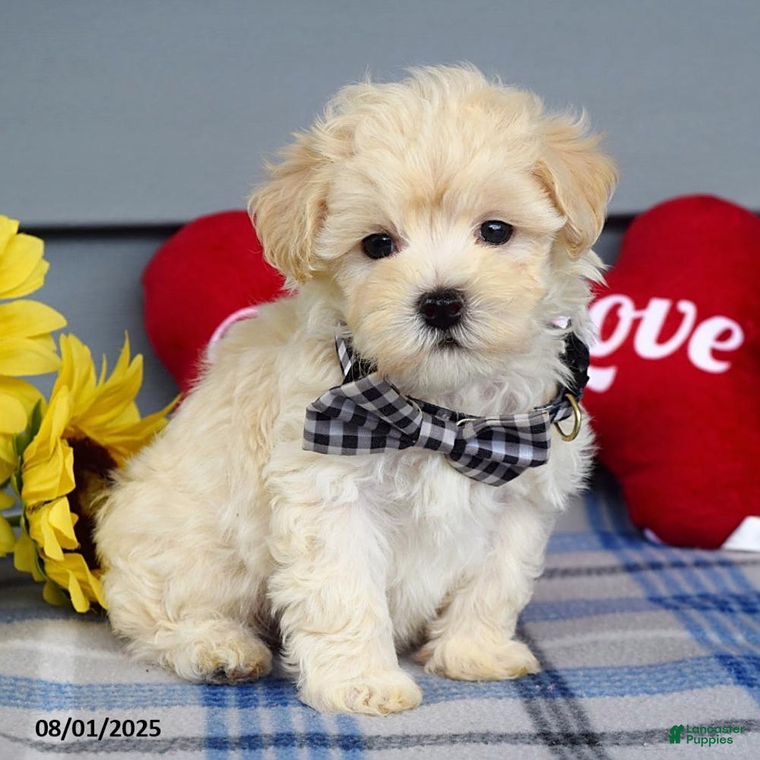 Maltipoo dogs for sale: Marly - Image 13