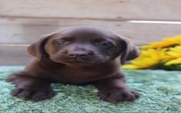 Labrador Retriever dogs for sale: Emmie - Image 5