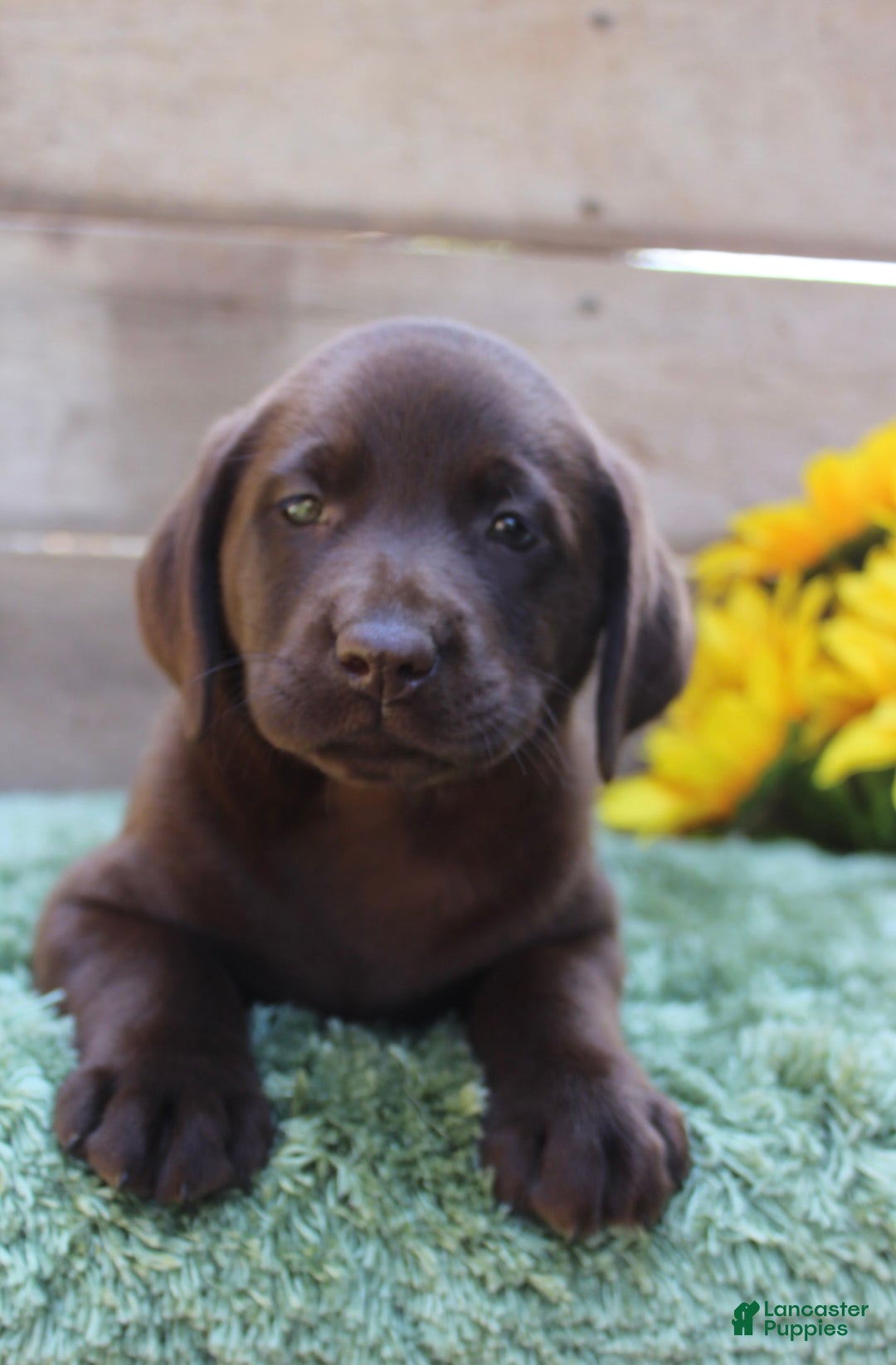 Labrador Retriever dogs for sale: Emmie - Image 5