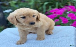 Golden Retriever dogs for sale: Treasure - Image 6