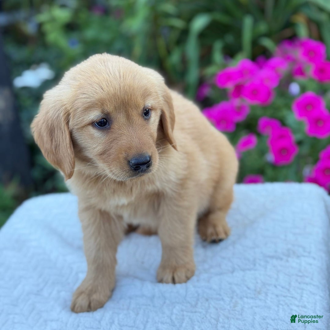 Golden Retriever dogs for sale: Treasure - Image 6