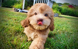 Havapoo dogs for sale: Kewtie - Image 9