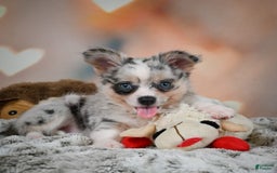 Chihuahua dogs for sale: Winston - Image 3