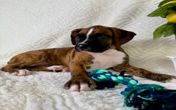 Boxer dogs for sale: Buster - Image 1