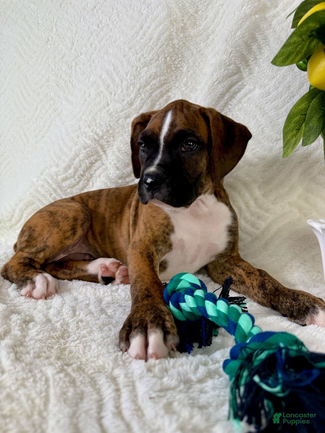 Boxer dogs for sale: Buster - Image 1