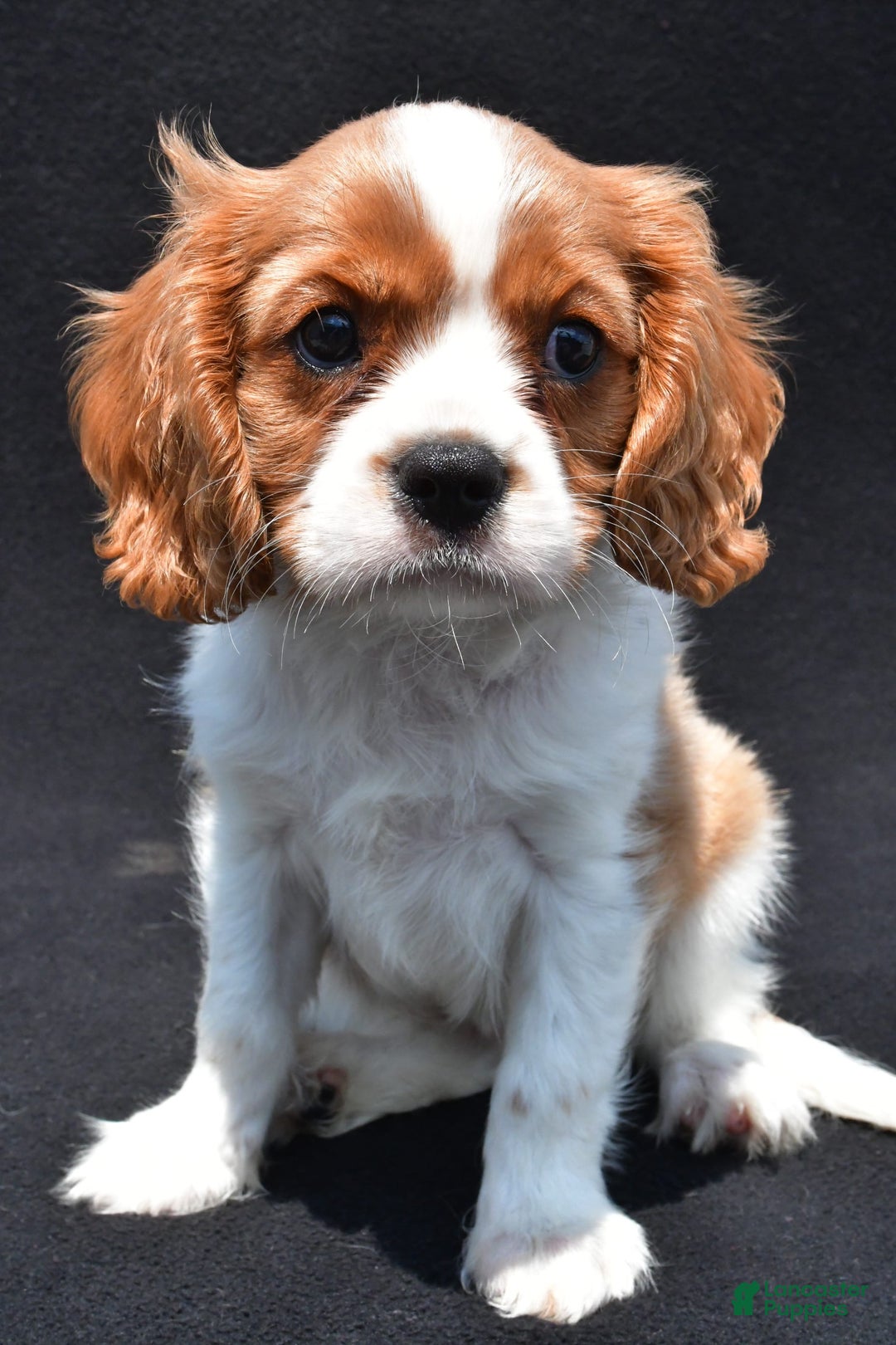 Cavalier King Charles Spaniel dogs for sale: Cody - Image 5