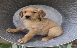 Golden Retriever dogs for sale: Sparky - Image 4