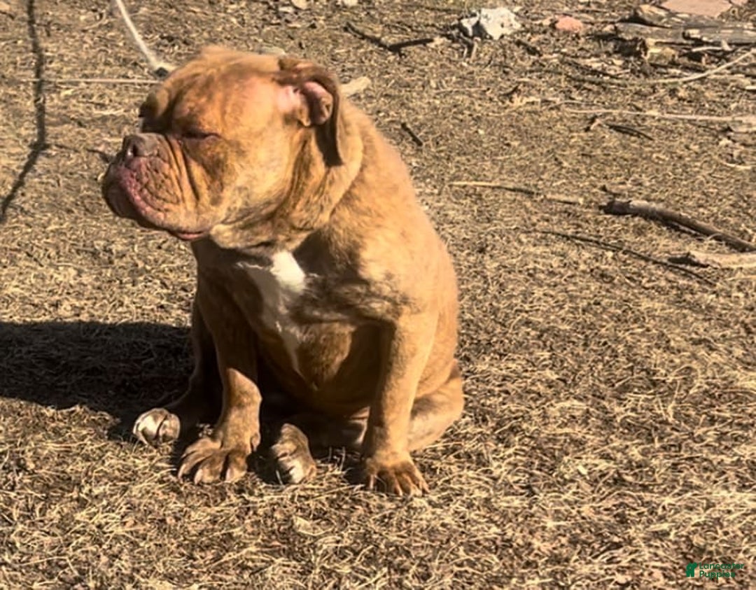 Olde English Bulldogge dogs for sale: Koa - Image 6
