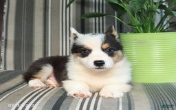 Welsh Corgi Pembroke dogs for sale: Tommy - Image 1