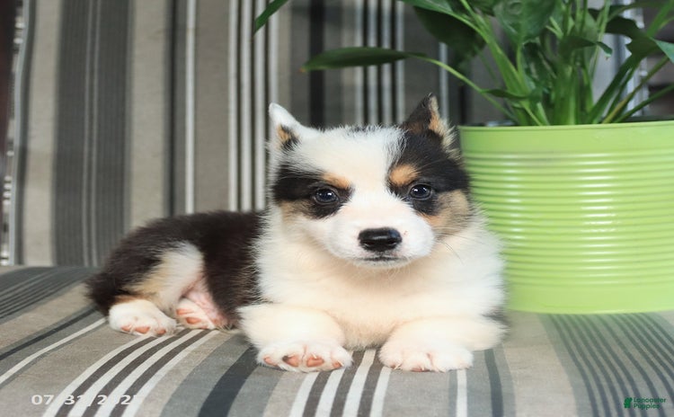 Welsh Corgi Pembroke dogs for sale - Ad 4