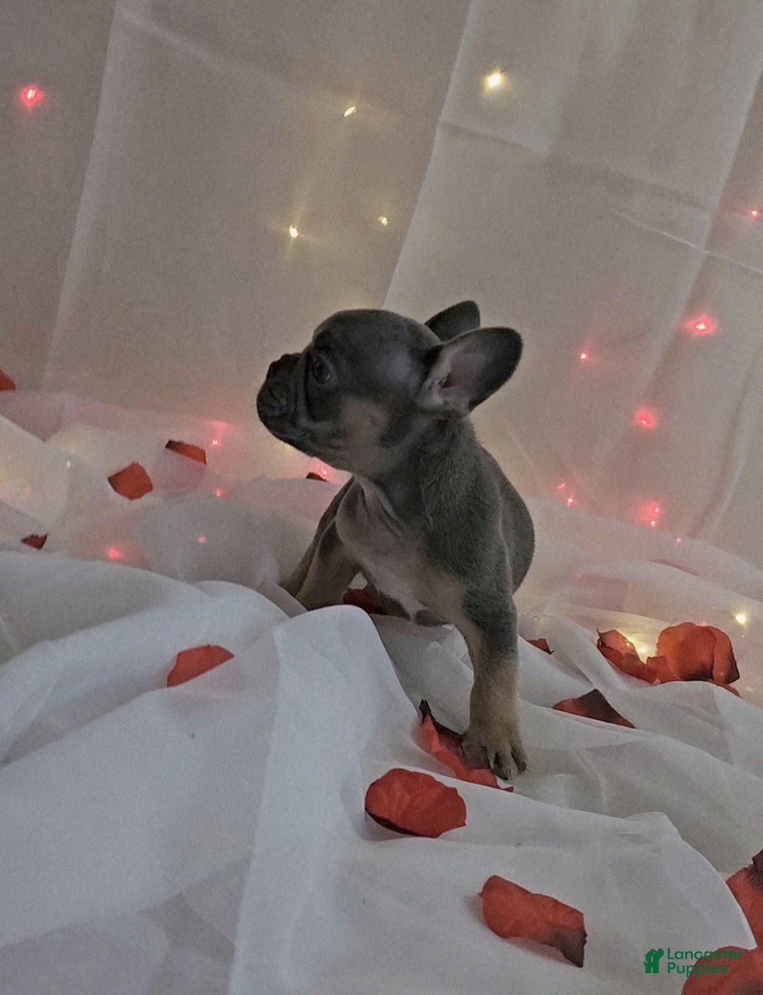 French Bulldog dogs for sale: Bruno - Image 4