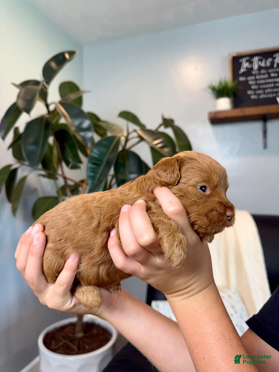 Mini Goldendoodle dogs for sale: Rose - Image 5