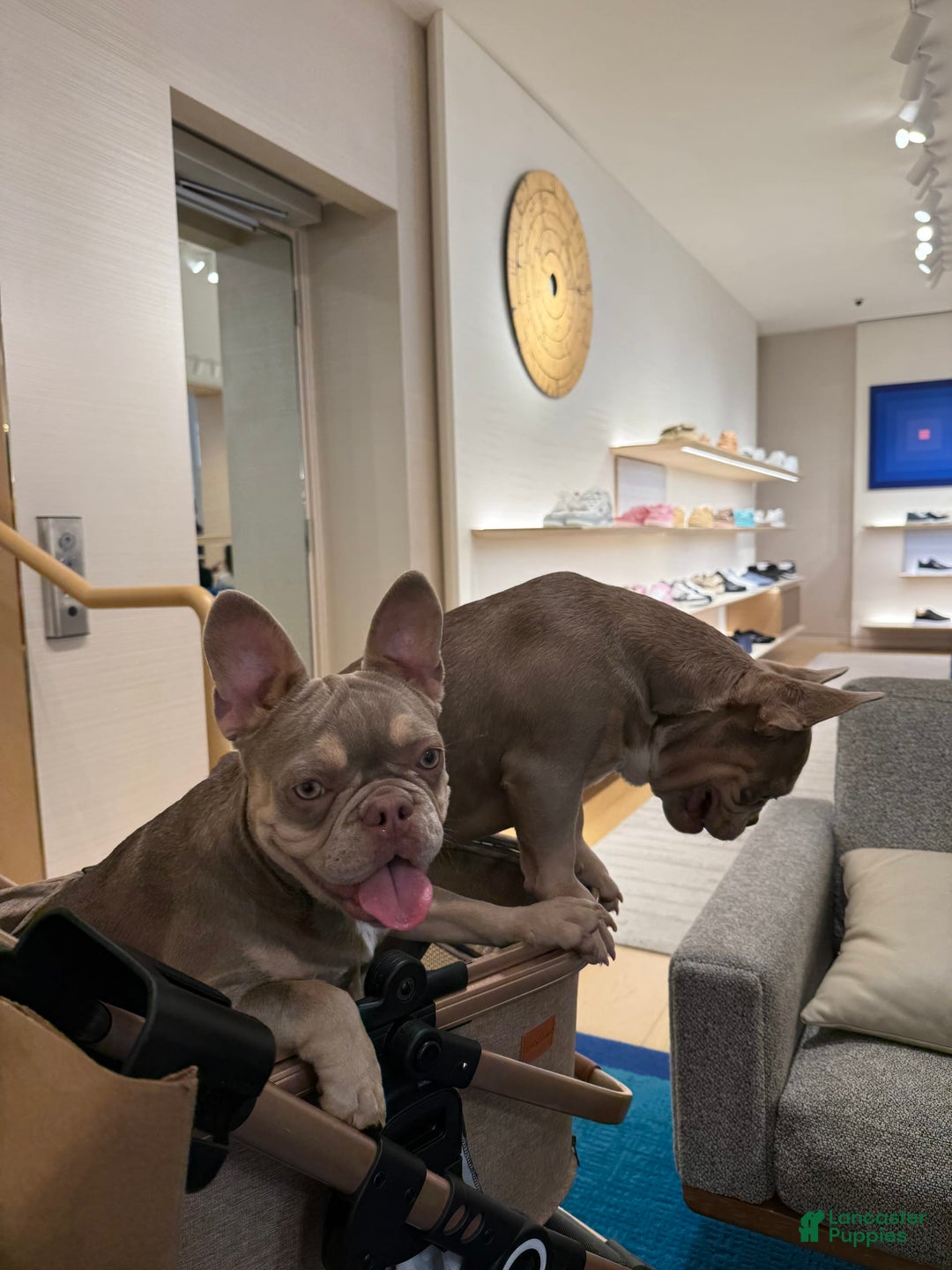French Bulldog dogs for sale: Susu - Image 11