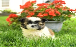 Pomeranian dogs for sale: Opal - Image 3
