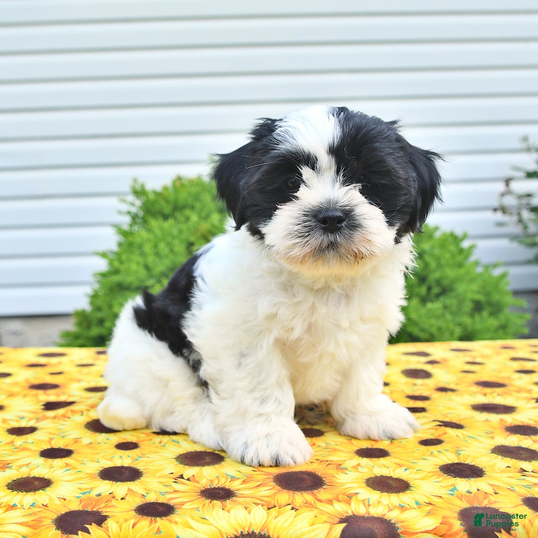 Teddy Bear dogs for sale: Jay - Image 3