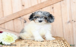 Miniature Poodle dogs for sale: Tootsie - Image 3
