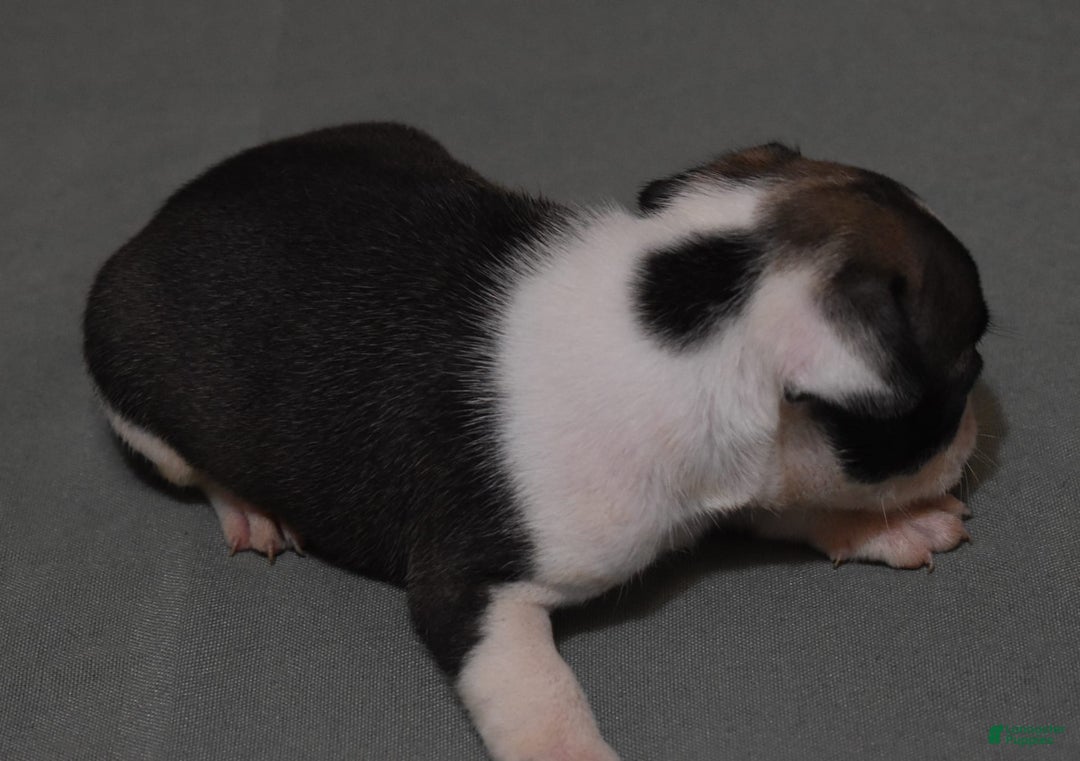 French Bulldog dogs for sale: SETH BRINDLE - Image 3