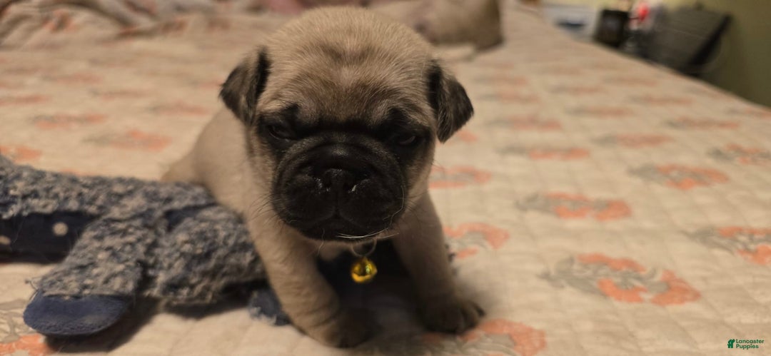 Pug dogs for sale: Davy - Image 6