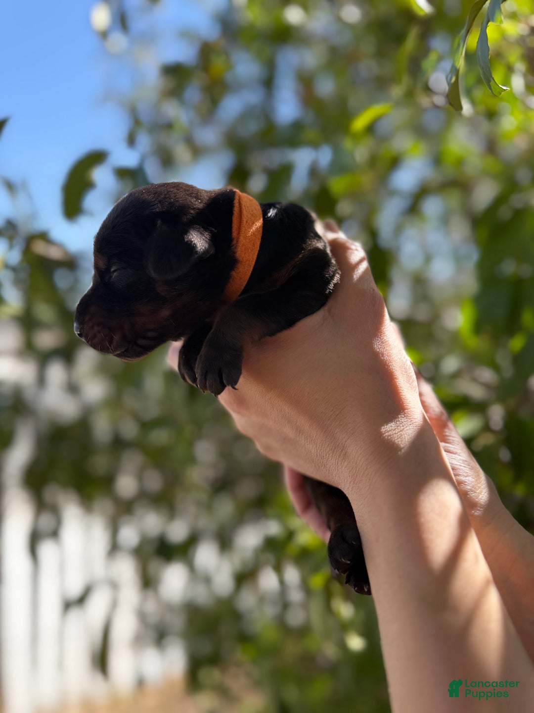 Doberman Pinscher dogs for sale: Orange Collar - Image 4