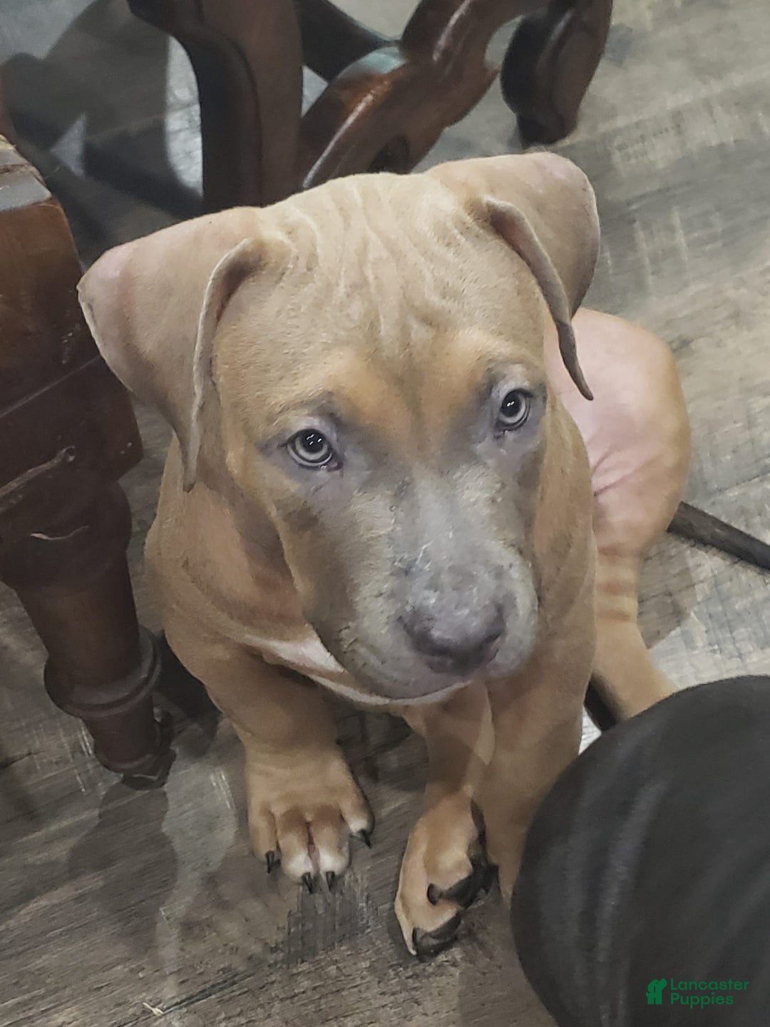 American Bully dogs for sale: Big Hoss - Image 77