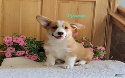 Welsh Corgi Pembroke dogs for sale: Tyson - Image 2