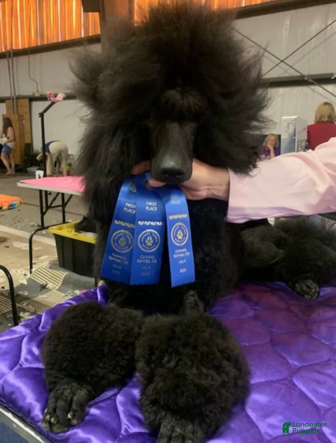 Standard Poodle dogs for sale: Canvas - Image 4