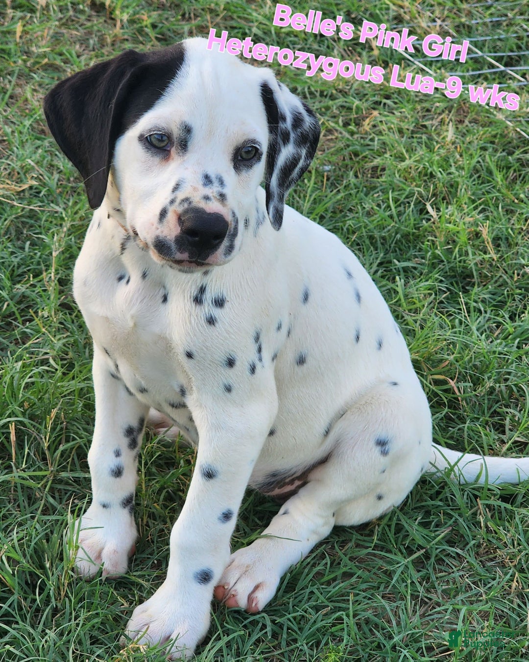 Dalmatian dogs for sale: Belles Pink Lua Girl - Image 11