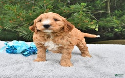 Mini Goldendoodle dogs for sale: Dancer - Image 20