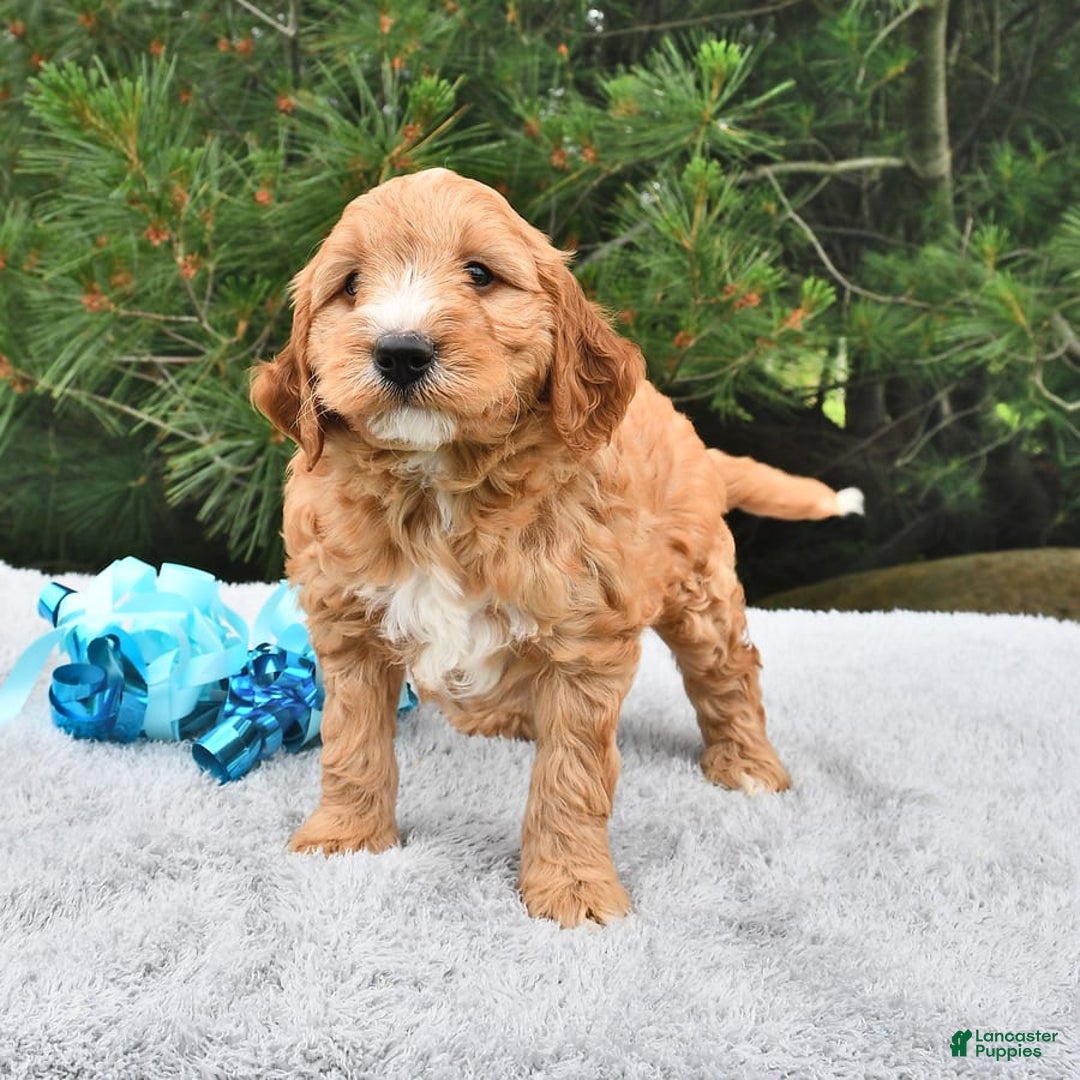 Mini Goldendoodle dogs for sale: Dancer - Image 20
