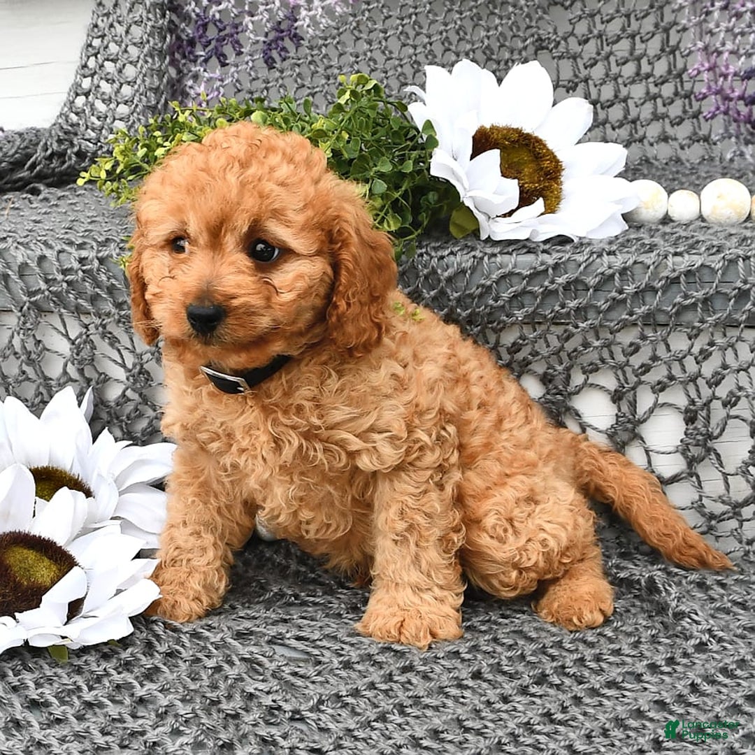 Cavapoo dogs for sale: Candy - Image 6
