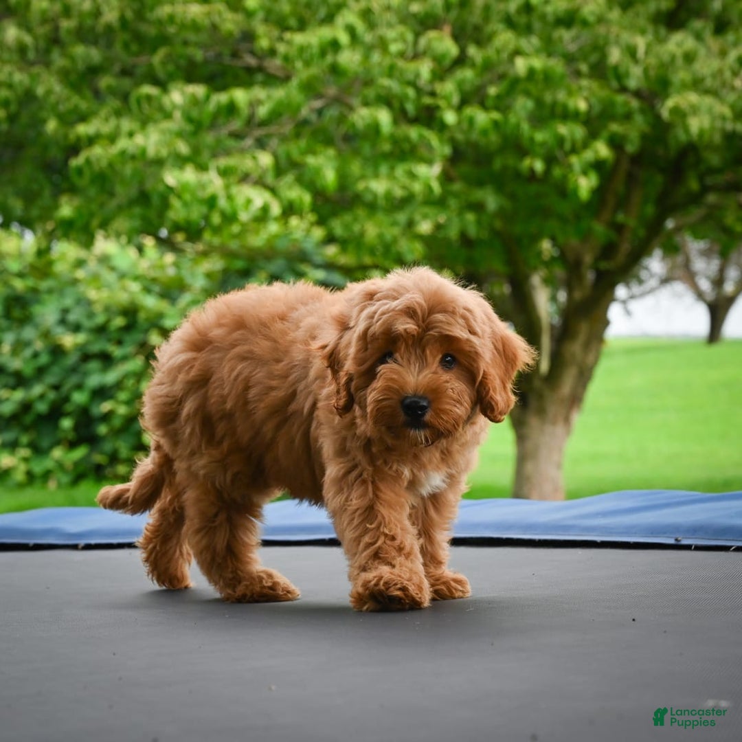 Cavapoo dogs for sale: Cabo - Image 8