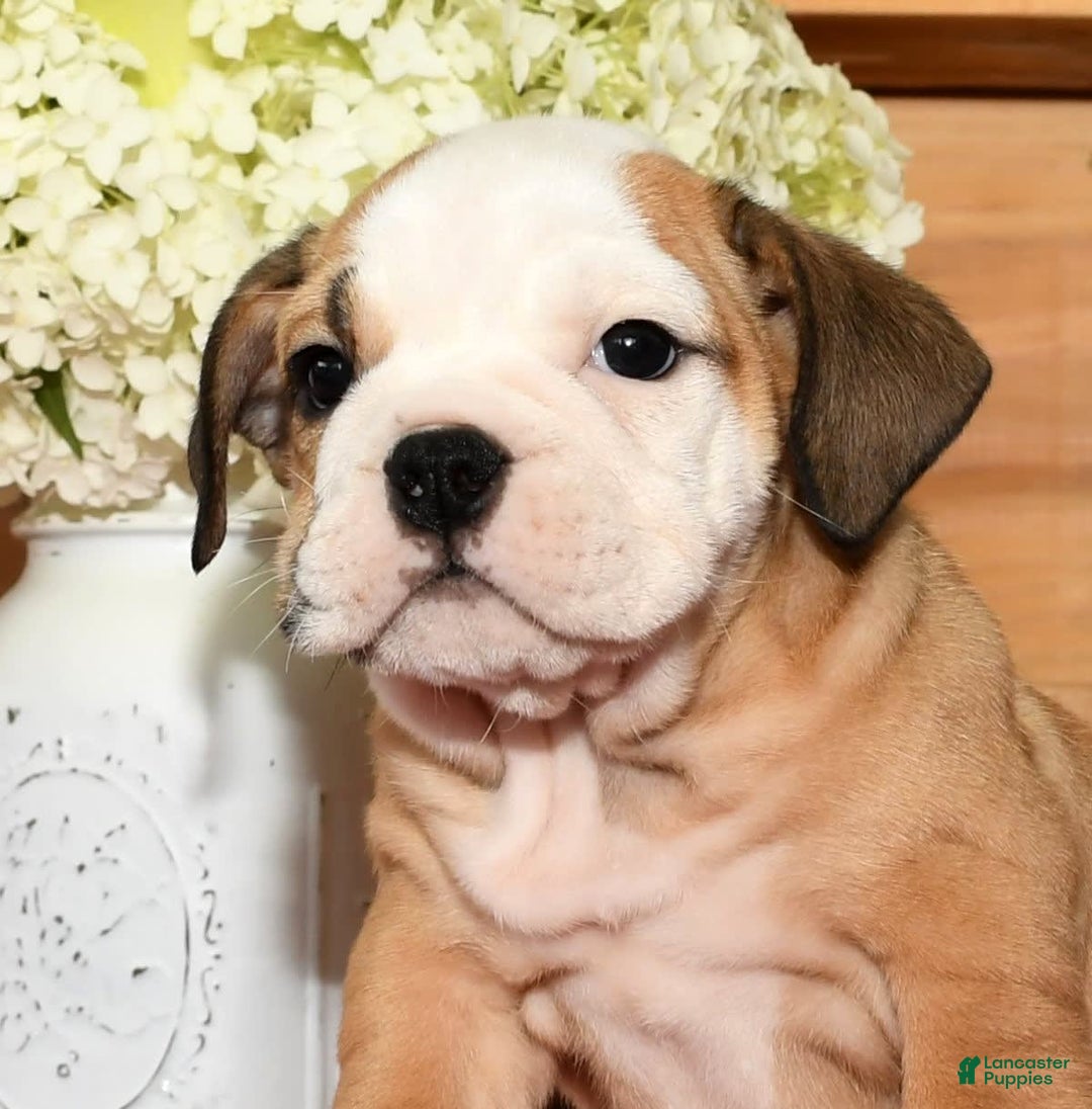 Beabull dogs for sale: Crystal - Image 1