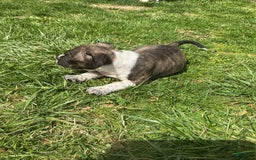 American Bully dogs for sale: Nala-brindle - Image 7