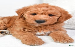  dogs for sale: Mini Labradoodle 7 puppies - Image 22